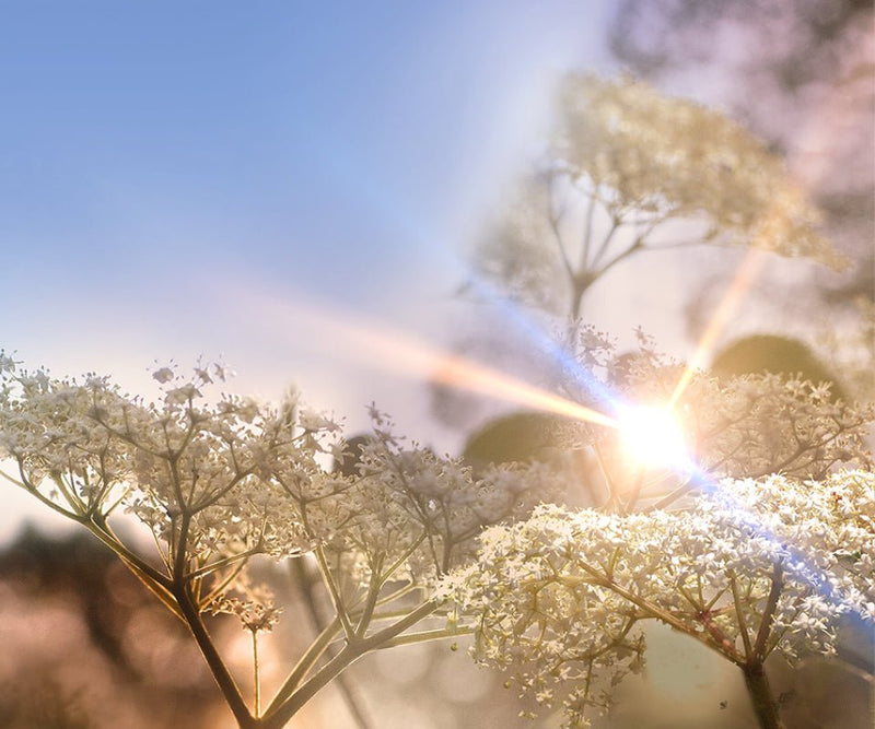 Load image into Gallery viewer, Warner's ELDERFLOWER GIN - Main Street Liquor
