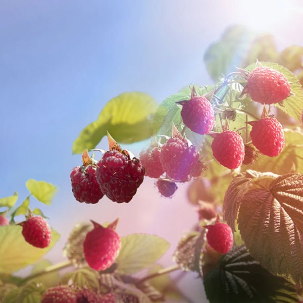 Load image into Gallery viewer, Warner's RASPBERRY GIN - Main Street Liquor
