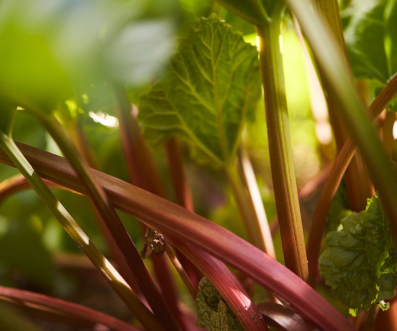 Load image into Gallery viewer, Warner's RHUBARB GIN - Main Street Liquor
